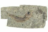 Oligocene Fossil Clupeoid Fish (Beksinskiella) - Poland #320633-1